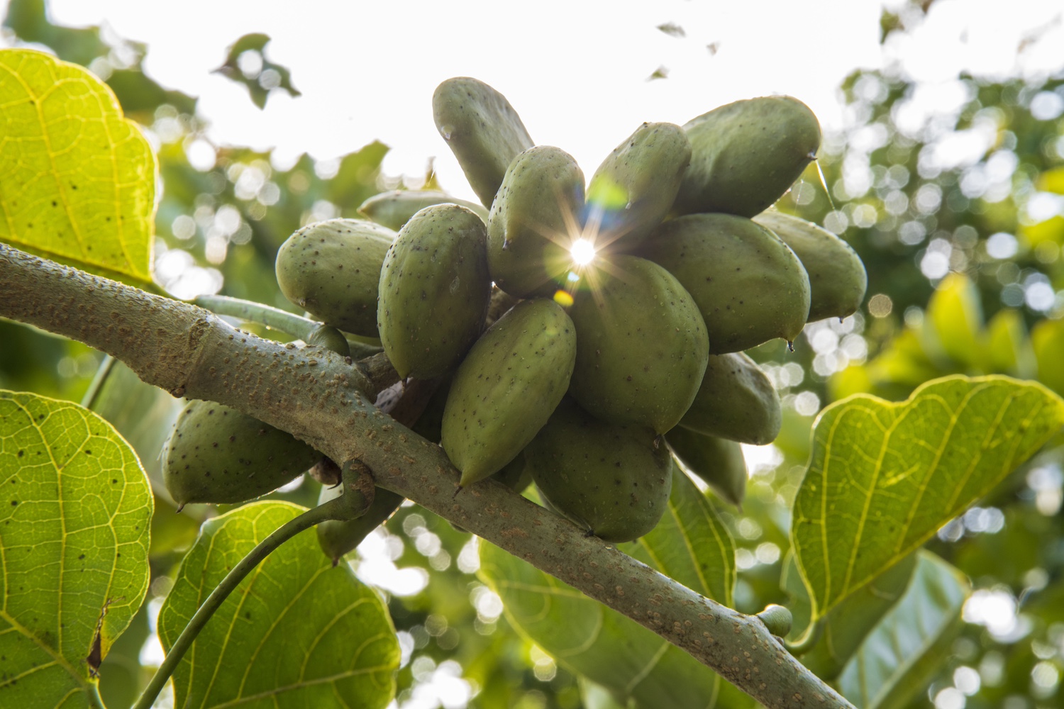 Beans on a pongamia tree.